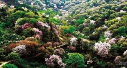 금산 보곡산골 산벚꽃축제, 이달 13일 개최  산꽃술래길 중점 재미요소 강화